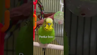 Cute Birb Says Peeka-Boo-Boo - Boba the Budgie - Talking Parakeet