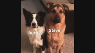 marvel as vines but it's only steve and bucky