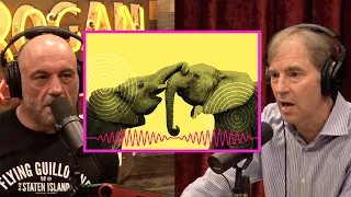 Do Animals Have LANGUAGE? | Joe Rogan & Stephen C. Meyer #jre