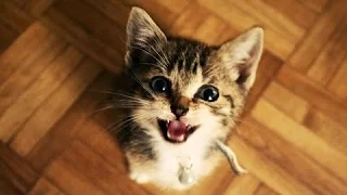 Смешные кошки и котята мяукают - Сборник 2016 [NEW HD]