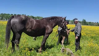 Коні🐴🐴🐴Ваговози👍👍👍👍👍. В нас поповнення Коні Тернопільщини🐴🐴🐴🐴🐴.