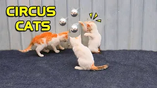 Funny CATS Videos 😹 - Hold your laugh IF YOU CAN 😂 | Adrenaline Cats | Funny Cat Video