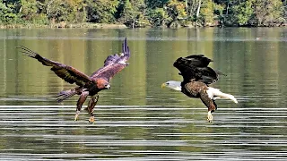 Bald Eagle Vs Golden Eagle Facts, Size And Comparison | Wildlife Video