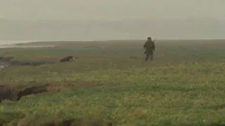 The Long Retrieve. Amazing wildfowling dog.