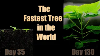 The Fastest Growing Tree 🌳 Paulownia (140 Days Time-Lapse)