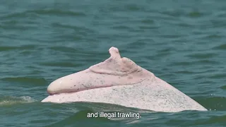 Introduction of Taiwanese white dolphin (English)