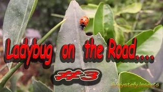 Ladybug on the Road #3  ..The road of Fortune :-) - (: Coccinella - Macro - Minuscule :)