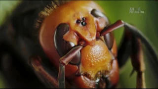 Оригинальный способ борьбы пчел с шершнями в Японии