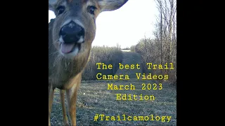 The Best Trail Camera Videos 3-23-2023 Edition.   Trailcamology