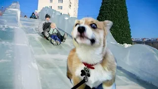 ПРИКОЛЫ С ЖИВОТНЫМИ 2019 Смешная собака катается с горки Funny animals / dog riding a roller coaster
