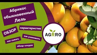Абрикос обыкновенный Лель 🌳обзор: посадка, характеристики растения, саженцы абрикоса Лель