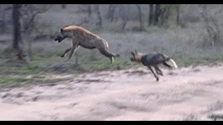 Wild Dogs Chase Hyena and Make Two Kills