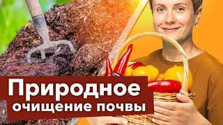 САМЫЙ ПРОСТОЙ СПОСОБ ОБЕЗЗАРАЗИТЬ ПОЧВУ ДОСТУПНЫЙ ВСЕМ!