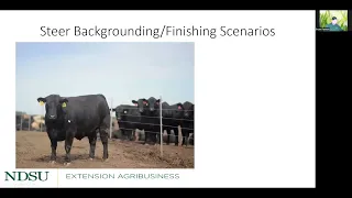 Backgrounding Cattle 2022: Economics of Backgrounding and Finishing