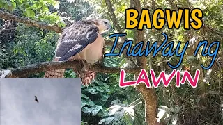 BAGWIS, PINAG TULONGAN AWAYIN NG TATLONG LAWIN