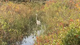 Great Blue Herron Release