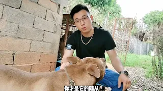 金毛犬失控咬主人，狗主人反击受伤严重，真相扎心