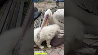 Pelican eats cute white puppy 🐶😱