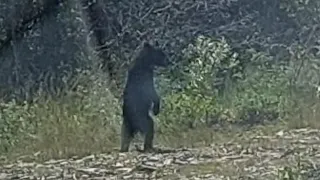 Bear Encounter. Abraham lake...