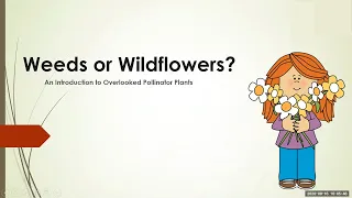 "Weeds or Wildflowers - An Introduction to Overlooked Pollinator Plants"