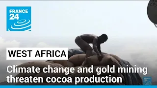 Climate change and gold mining threaten West Africa's cocoa production • FRANCE 24 English
