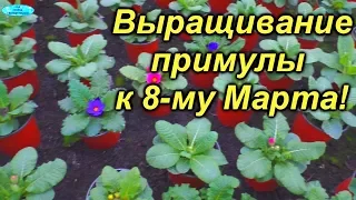 Примула к 8-му Марта! Технология выращивания.