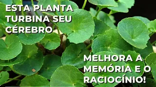 Esta planta medicinal turbina seu cérebro, melhorando memória e raciocínio!