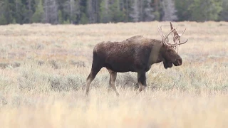 Wonderful Wyoming Nature - Bull Moose Shedding Velvet - 9/24/17