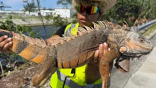 How to catch iguanas in Florida: We caught a BIG RED iguana