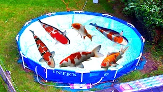 Can you use a swimming pool as a pond? New koi fry grow on tank. Koi Uk