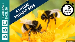 Is there a future without bees? 6 Minute English