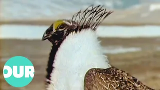 Sage Grouse Attempts To Impress A Mate With His Air Sacks | Our World