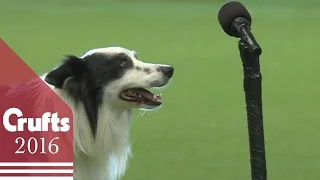 Freestyle Heelwork To Music Competition - Part 1 | Crufts 2016