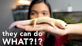 things you DIDN'T KNOW about LEOPARD GECKOS