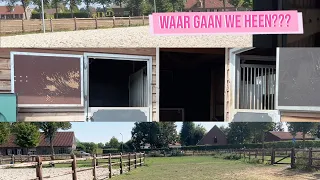 WIJ GAAN VERHUIZEN | Haflingers King & Beau