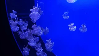 Музей медуз в Киеве