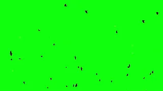 Crows flying green screen | crows green screen video | no copyright | Portable Green Screen