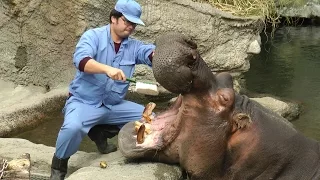 カバの歯磨き～そしてお食事の時間（陸上＆水中）天王寺動物園 Brushing the Hippo's Teeth and meal time at Tennoji Zoo