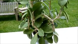 A Visit with Hoya pachyclada.wmv