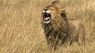 Ask the Expert: Why do lions roar?