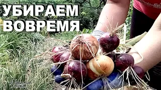 Пора убирать урожай лука  Важно не опоздать