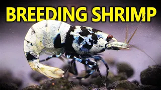 My Top Tips for Breeding and Keeping Shrimp