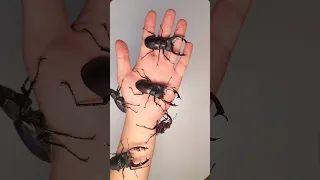 Lucanus Cervus Party!!