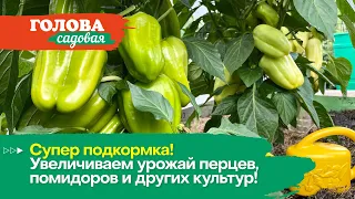 Голова садовая - Супер подкормка! Увеличиваем урожай перцев, помидоров и других культур!