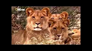 National Geographic Documentary 2017 - Lions vs Maasai Warriors   Wildlife Animal