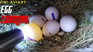 Egg Candling | Egg Candling Process From Day 1 To 21 | Fertile egg | Infertile egg | HWI Aviary