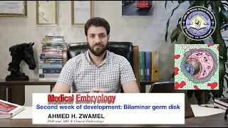 Medical Embryology | Second week of development | Bilaminar germ disc | علم الاجنة | الاسبوع الثاني