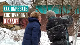 СЕЗОН 2020: ОСНОВНЫЕ ПРАВИЛА ОБРЕЗКИ КОСТОЧКОВЫХ ДЕРЕВЬЕВ / Садовый гид