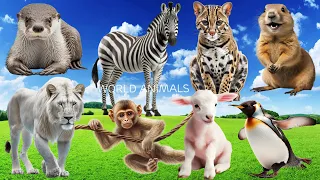 Lovely Animal Sounds: Zebra, Tiger, Lion, Goat, Monkey,... - Animals Moment