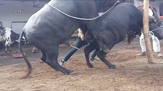 successful buffalo meeting and cow mating Haryanvi murra Parda Bull crossing first time